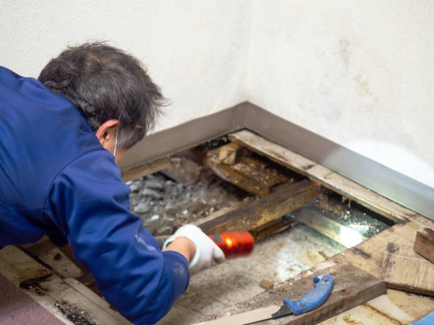 Best Mold Remediation  in Urbana, IA