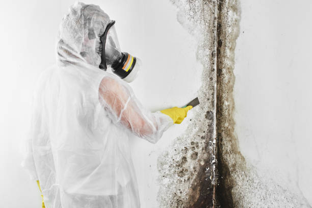 Mold Removal and Inspection in Urbana, IA