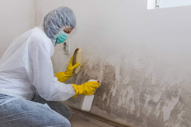 Best Mold Remediation Experts  in Urbana, IA