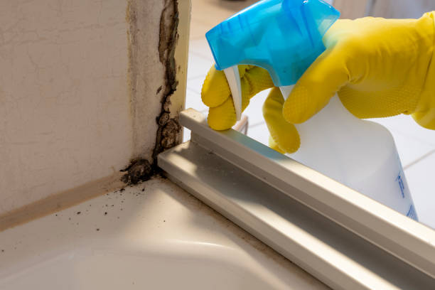 Reliable Urbana, IA Mold Removal Solutions