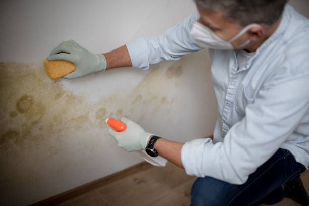 Home Mold Removal in Urbana, IA