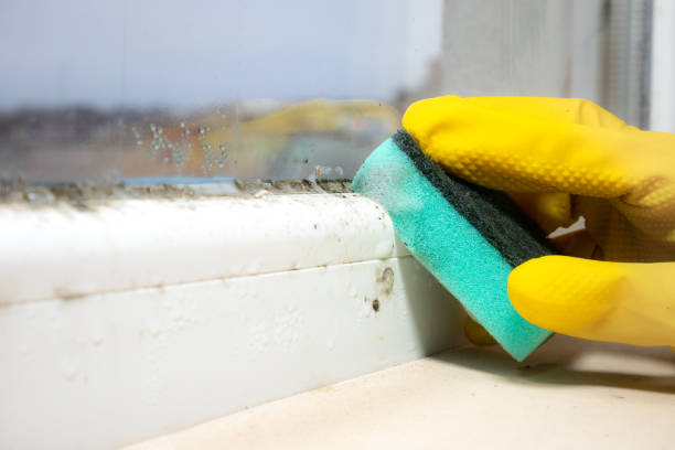 Best Emergency Mold Removal  in Urbana, IA