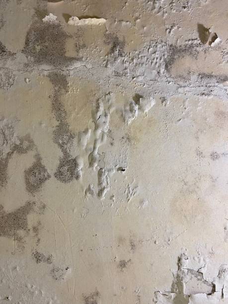 Best Office Mold Removal Services  in Urbana, IA