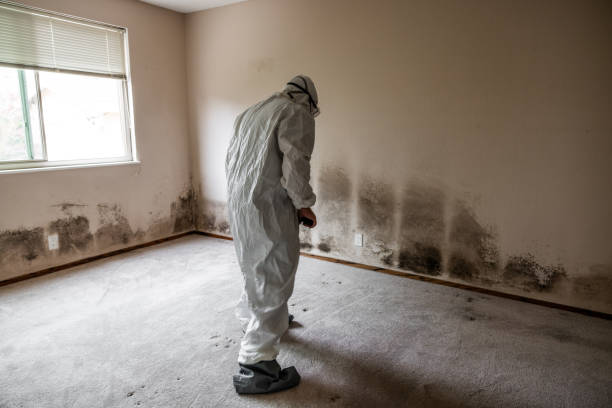 Best Mold Remediation  in Urbana, IA