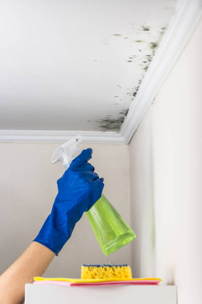 Best Certified Mold Removal  in Urbana, IA